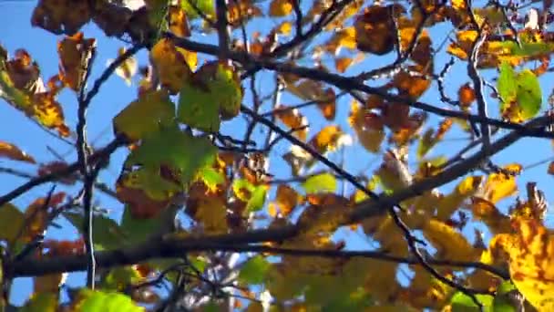 Φύλλα του φθινοπώρου - όμορφο και πολύχρωμο — Αρχείο Βίντεο