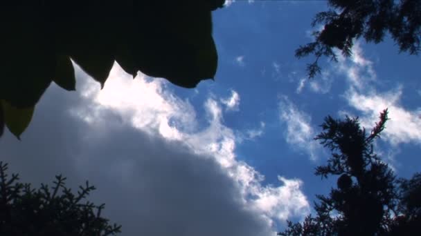 Blauer Himmel und Bäume — Stockvideo