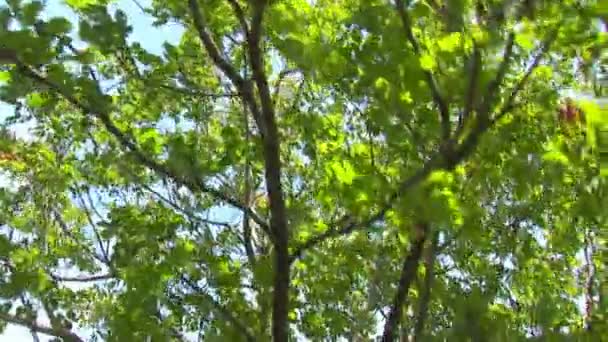 branches d'arbres se déplaçant dans le vent 