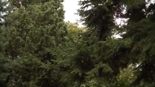Ветви деревьев движутся на ветру — стоковое видео