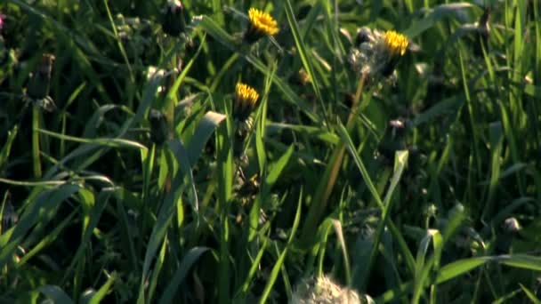 Ramas de árboles moviéndose en el viento — Vídeo de stock