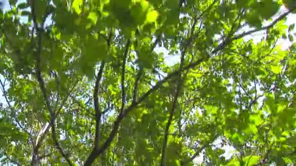branches d'arbres se déplaçant dans le vent 