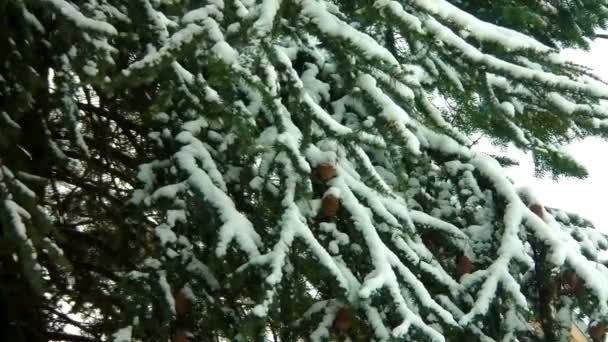 Dia de inverno com neve caindo rapidamente — Vídeo de Stock