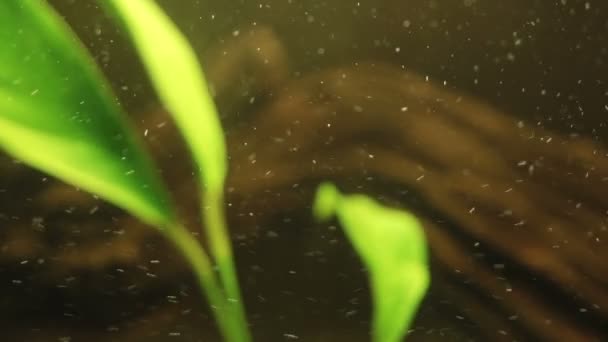 Partículas del acuario que fluyen alrededor - filmadas con cámara real de 35mm ! — Vídeo de stock