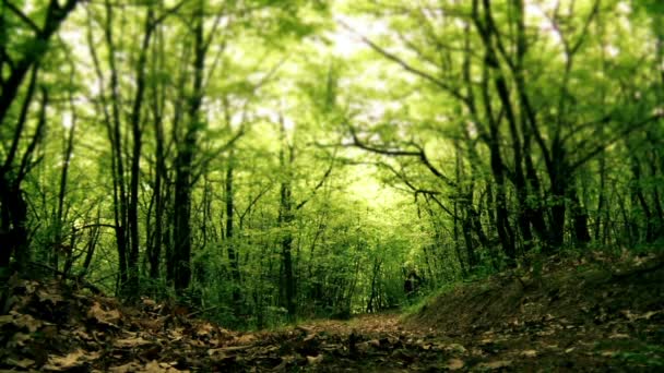 Hombre caminando por el bosque de cerca — Vídeo de stock