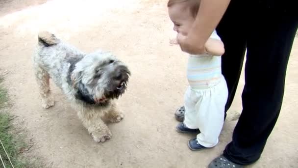 Bebé niño está caminando y jugando con un perro — Vídeos de Stock