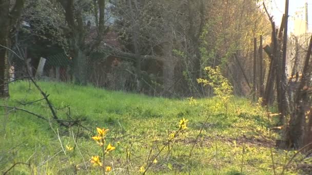 Zoomer vers l'herbe dans la cour arrière — Video