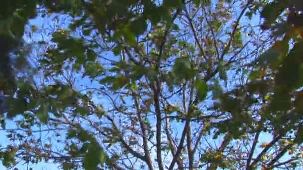 Herfst - mooie en kleurrijke tree bladeren — Stockvideo