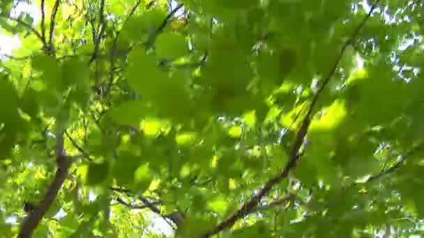 branches d'arbres se déplaçant dans le vent 