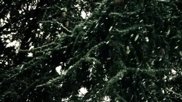 Зимний день с быстро падающим снегом — стоковое видео