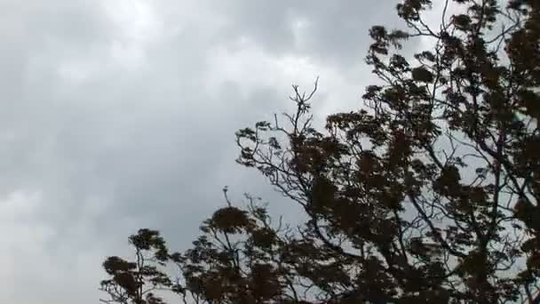 Árvore se movendo em um clima tempestuoso — Vídeo de Stock