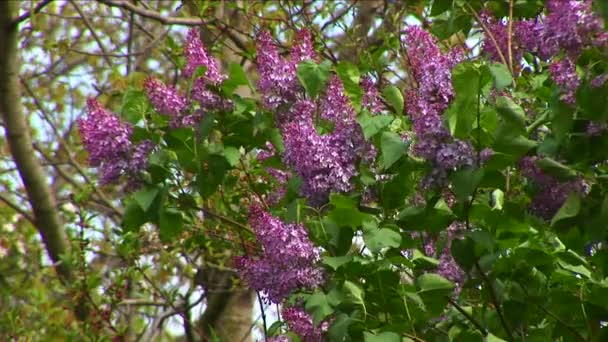 European purple lilac slowly moving — Stock Video