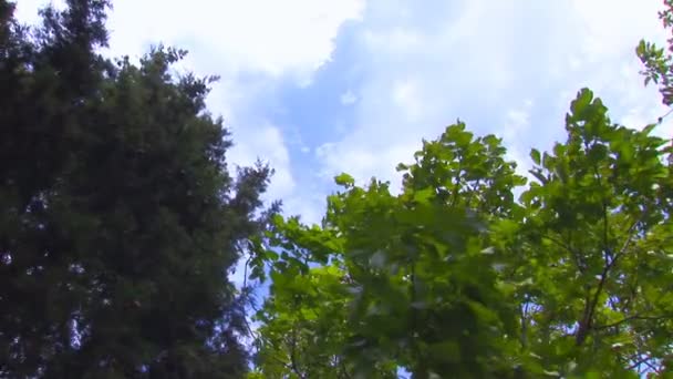 Гілки дерев, що рухаються на вітрі — стокове відео
