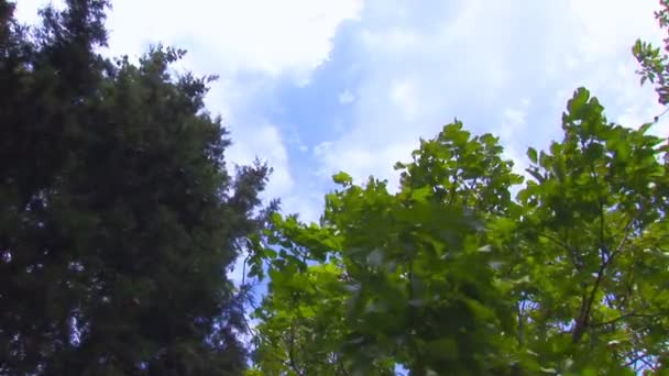 Branches d'arbres se déplaçant dans le vent — Video