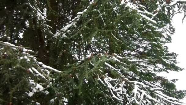 Vinterdag med snö faller snabbt — Stockvideo