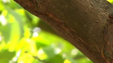 Koca bir ağaç dalı