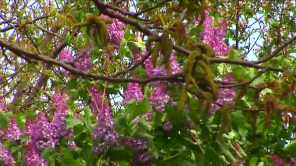 Lilas violet européen se déplaçant lentement — Video