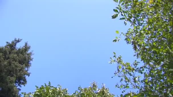 branches d'arbres se déplaçant dans le vent 