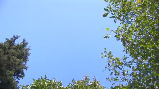 Branches d'arbres se déplaçant dans le vent — Video