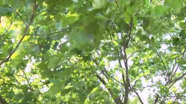 Ağaç dalları rüzgara karşı hareket — Stok video