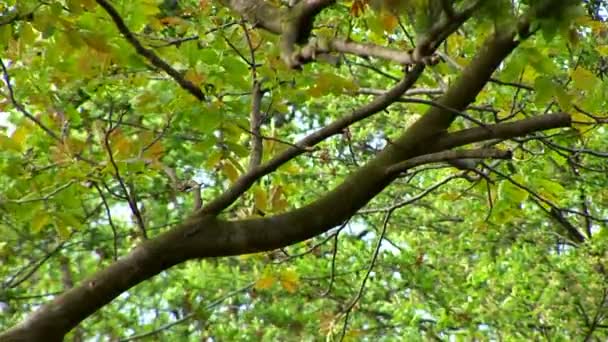 Boomtakken bewegen in de wind — Stockvideo