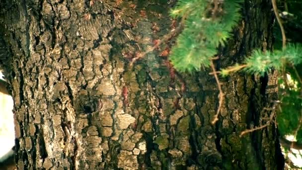 在冬季的雪松树树皮 — 图库视频影像