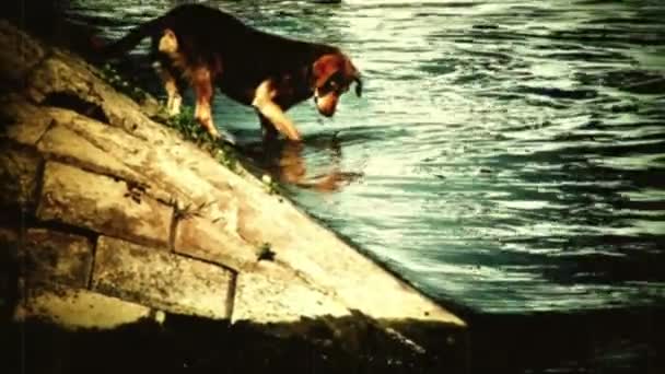 Dog in water grabbing - retro camera footage — Stock videók