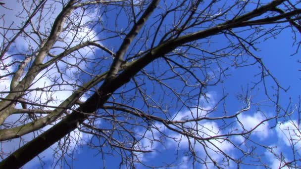 El lapso de tiempo de unas hermosas nubes — Vídeos de Stock