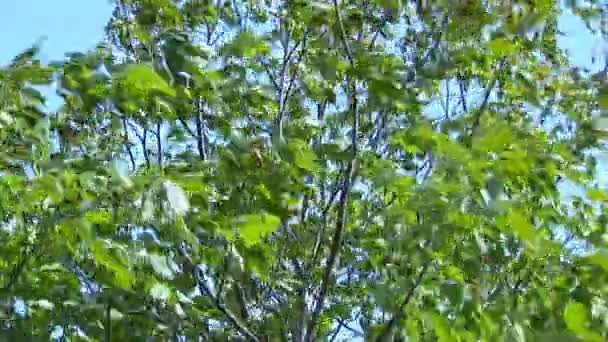Ramas de árboles moviéndose en el viento — Vídeo de stock
