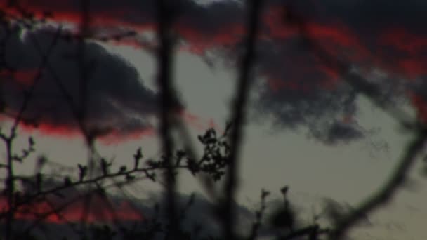 Espinhos e nuvens vermelhas — Vídeo de Stock