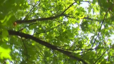 yürüyüş ve ağaçların arasında iplik