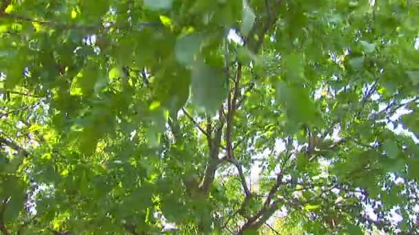 branches d'arbres se déplaçant dans le vent 