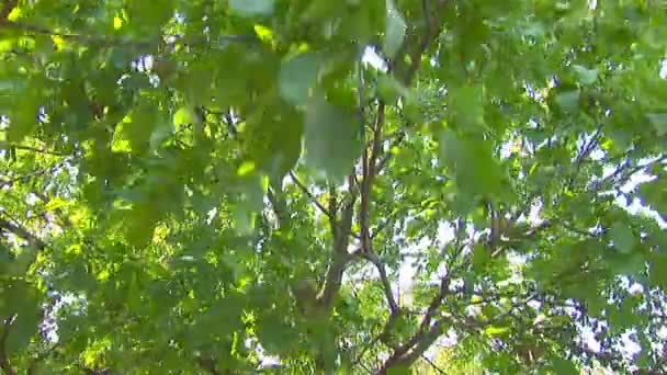 Tree branches moving in the wind — Stock Video