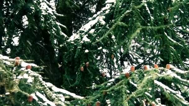 Día de invierno con nieve cayendo rápidamente — Vídeo de stock