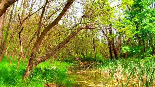 Bela zona húmida verde, pântano — Vídeo de Stock