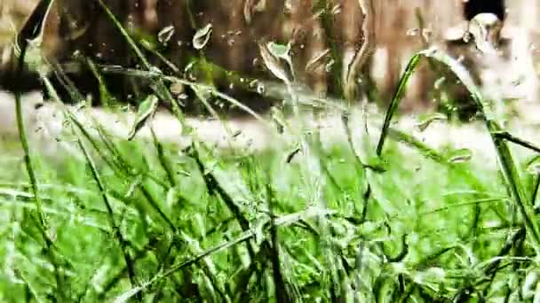 草に水をやる — ストック動画