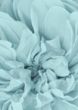Güzel, narin gül yapraklı makro. Çiçek başlığını tam çiçekle kapat. Nazik, soyut, pastel bir arka plan. Pastel opal mavi renk arkaplanı. Renk Treni 2021 Sessiz Dalga.