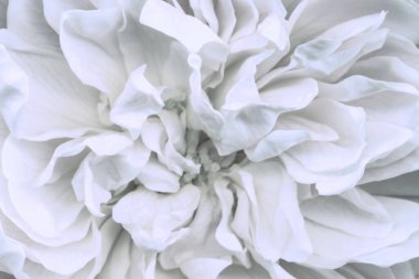 Güzel, narin gül yapraklı makro. Çiçek başlığını tam çiçekle kapat. Nazik, soyut, pastel bir arka plan. Soyut beyaz renk arkaplanı. Renk Treni 2021 Sessiz Dalga.