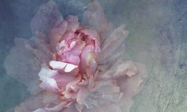 Buzda şakayık. Donmuş taze bir çiçek ve buz küpünde hava kabarcıkları. Eriyen çiçek. Donmuş Flora. Soğuk su dokusu. İzole bir arkaplanda çiçek.