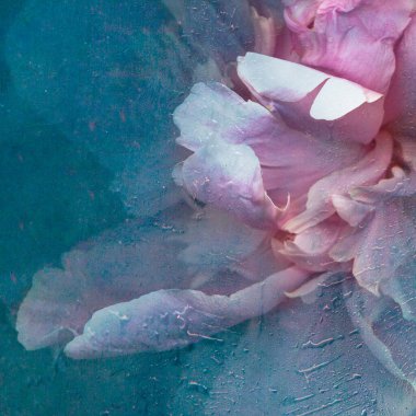 Buzda şakayık. Donmuş taze bir çiçek ve buz küpünde hava kabarcıkları. Eriyen çiçek. Donmuş Flora. Soğuk su dokusu. İzole bir arkaplanda çiçek.