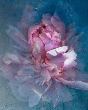 Buzda şakayık. Donmuş taze bir çiçek ve buz küpünde hava kabarcıkları. Eriyen çiçek. Donmuş Flora. Soğuk su dokusu. İzole bir arkaplanda çiçek.