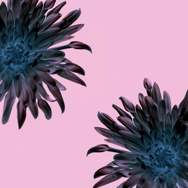 Futuristic magic flowers decoration isolated on background. Modern flowers close up photo. Exotic looking flora.