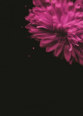 Beautiful chrysanthemum. Bright floral design on a black background. Copy space. Close up flower, soft nature photo. Delicate romantic autumn wallpaper.  