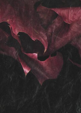 Yakut kırmızısı sonbahar yapraklarına yakın çekim. Makro kırmızı yaprak ve damar dokusu. Yassı, karanlık doğa konsepti. Düşen yapraklar. Çizilmiş cam yüzey duvar kağıdı.