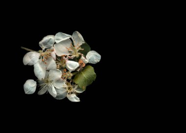 Round floral pattern. Mixed flower arrangement. Various flowers on black background.