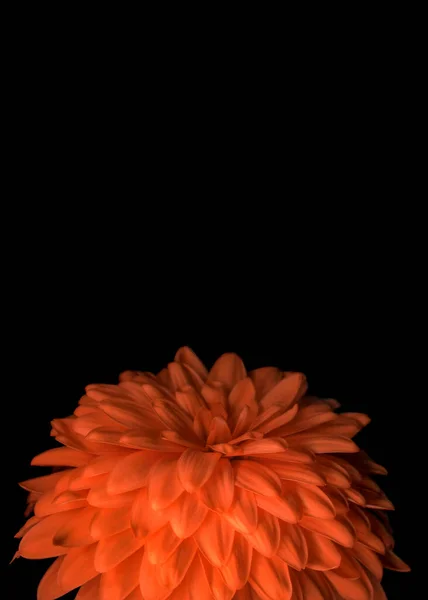 Beautiful Chrysanthemum Bright Floral Design Black Background Copy Space Close — Photo