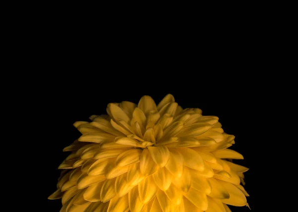 Beautiful Chrysanthemum Bright Floral Design Black Background Copy Space Close — Fotografia de Stock