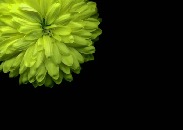 Прекрасна Хризантема Яскравий Квітковий Дизайн Чорному Тлі Копіювати Простір Квітка — стокове фото