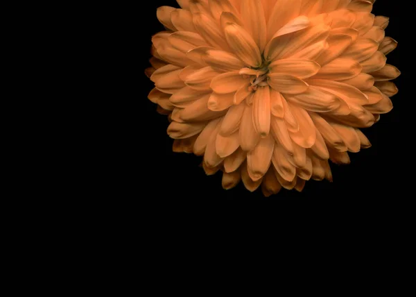 Beautiful Chrysanthemum Bright Floral Design Black Background Copy Space Close — Fotografia de Stock