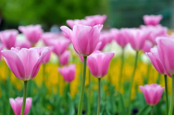 Tulipani rosa e bianchi — Foto Stock